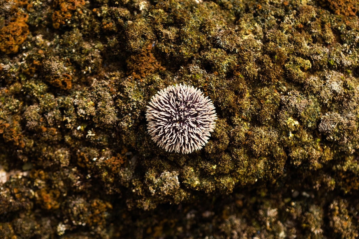 rock